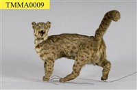 Leopard Cat Collection Image, Figure 7, Total 12 Figures